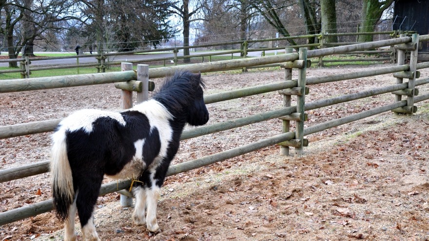 Tiergehege im Höhenpark Killesberg